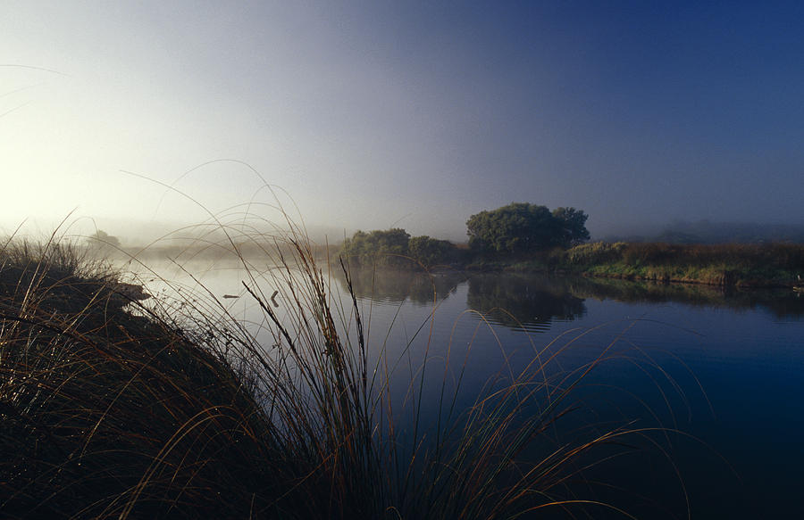 Reeds And Rushes In A Misty, Still Photograph by Jason Edwards