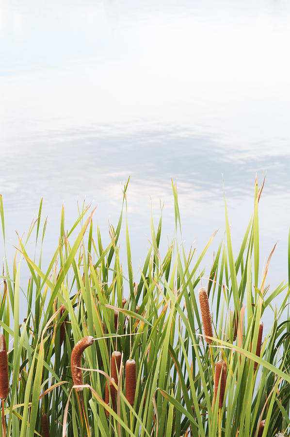 Reeds And Tall Grasses Against A Pond Or Lake Photograph by Jon Schulte