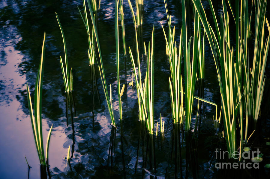 Reeds at Sunset Photograph by Venetta Archer