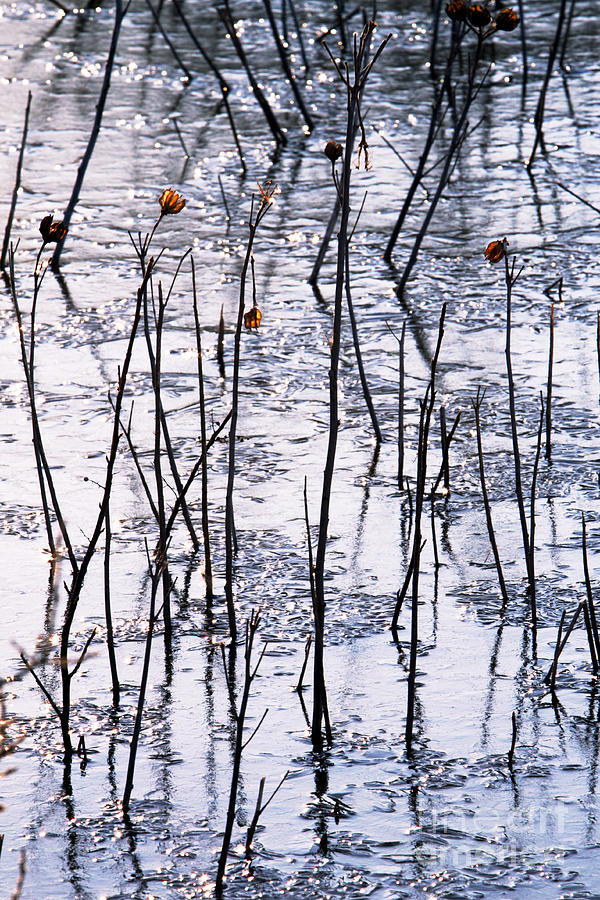 Reeds in Pond Photograph by Gene  Marchand