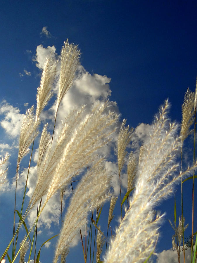 Reeds on a sunny day Mixed Media by Bruce Ritchie