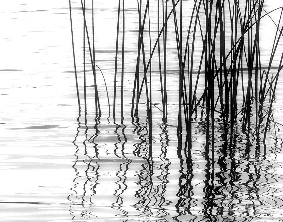 Reeds on the Turtle Flambeau Flowage Photograph by Angie Rea