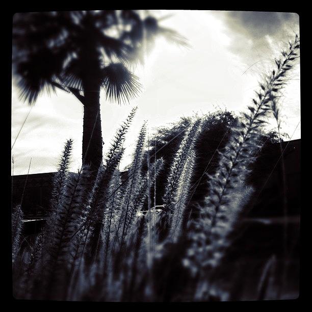 Nature Photograph - #reeds #palms #palmtree #sky #clouds by Krysten Sorensen