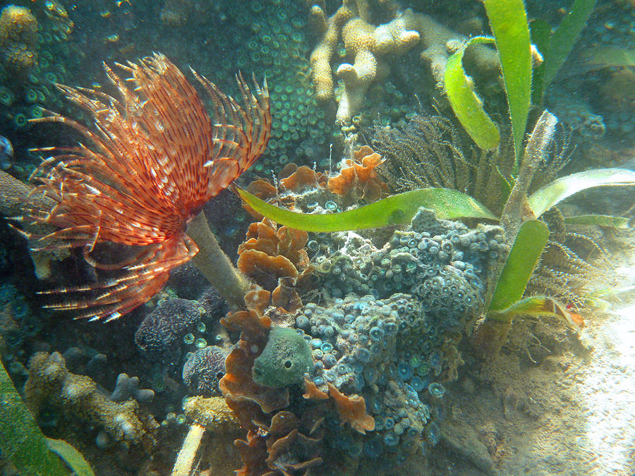 Reef Garden Photograph by Kelly Smith