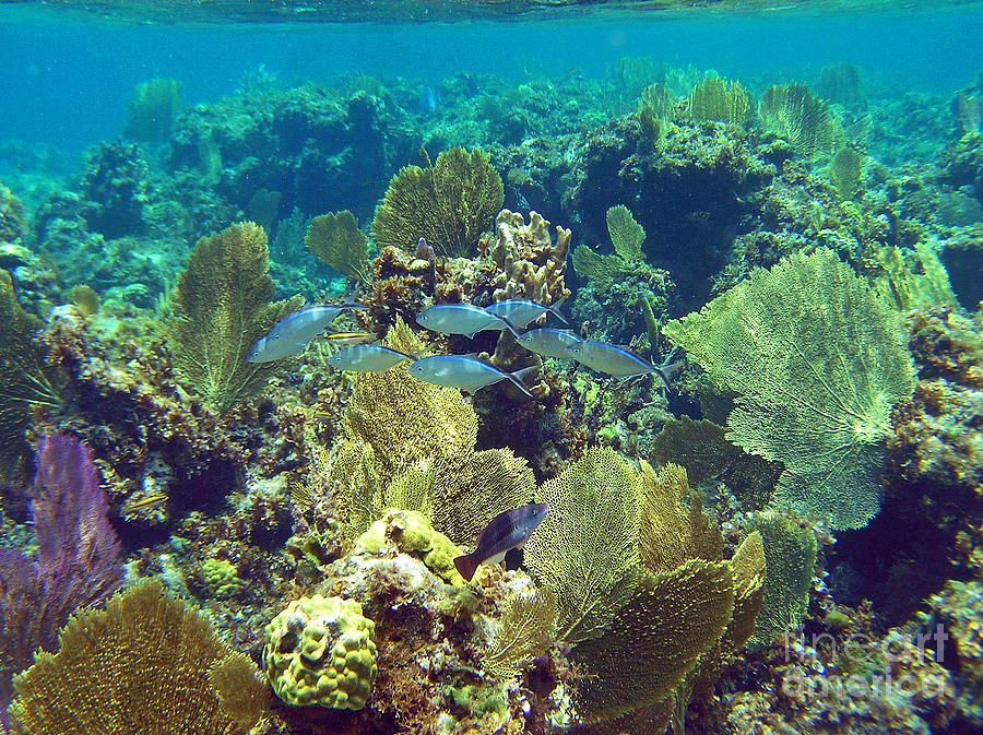 Reef Life Photograph by Li Newton