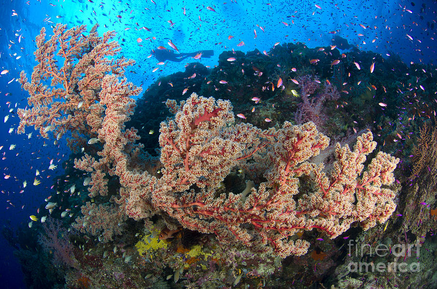 Reef Scene With Sea Fan, Papua New Photograph by Steve Jones