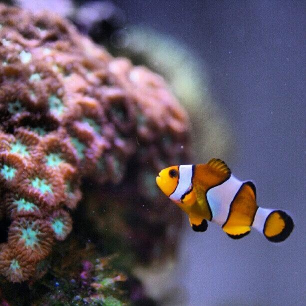 Animal Photograph - #reeftank  #reef #aquarium #fish by Raz Schweitzer