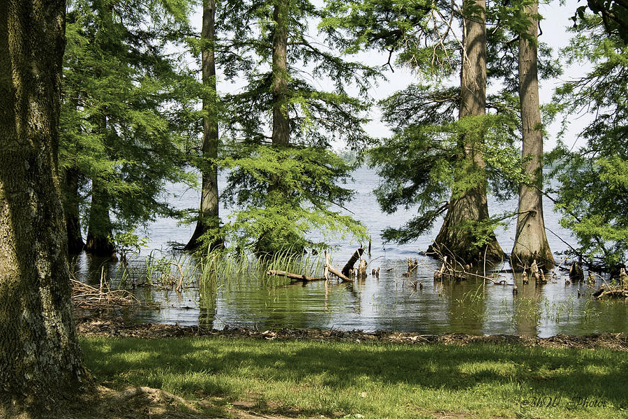 Reelfoot Lake in Tennessee Photograph by Bonnie Willis