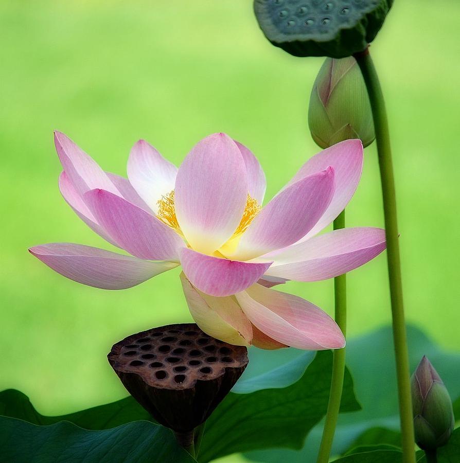 Lotus Flower Photograph - Refined by Fraida Gutovich