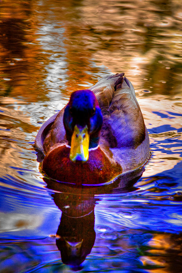 Reflected Duck Photograph