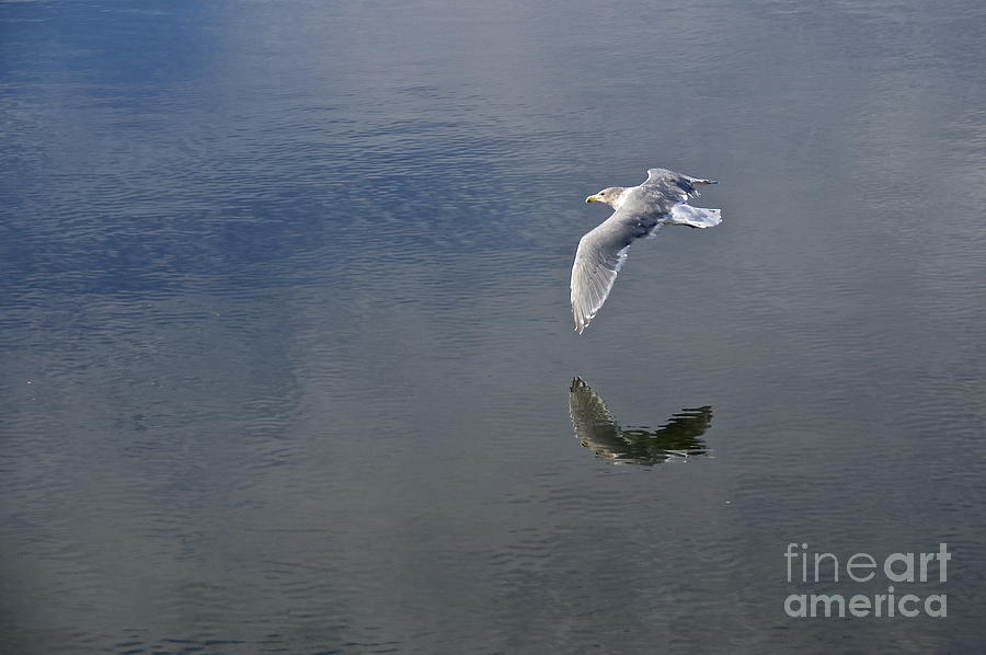 Nature Photograph - Reflected Flight by Sean Griffin