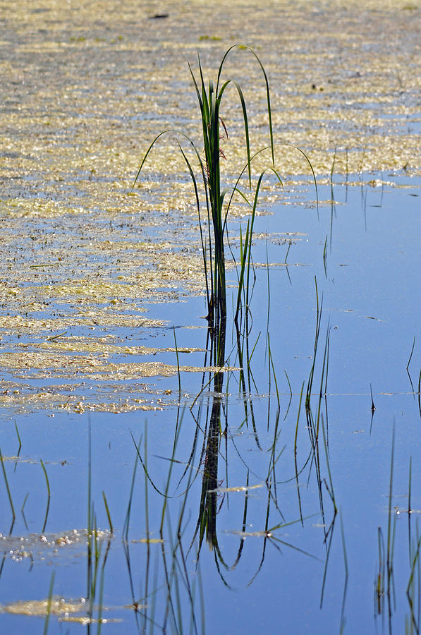 Reflected Grass Photograph by Teresa Blanton