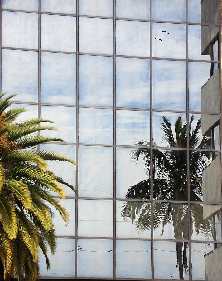 Reflected Palm Tree Photograph by Rosalie Scanlon