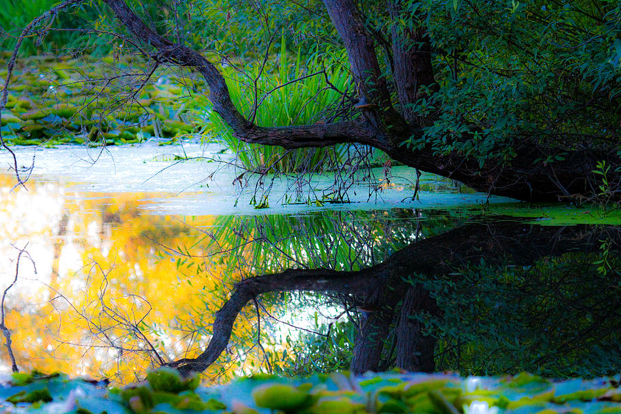 Reflected Tree in Pastel Landscape Photograph by Marie Jamieson