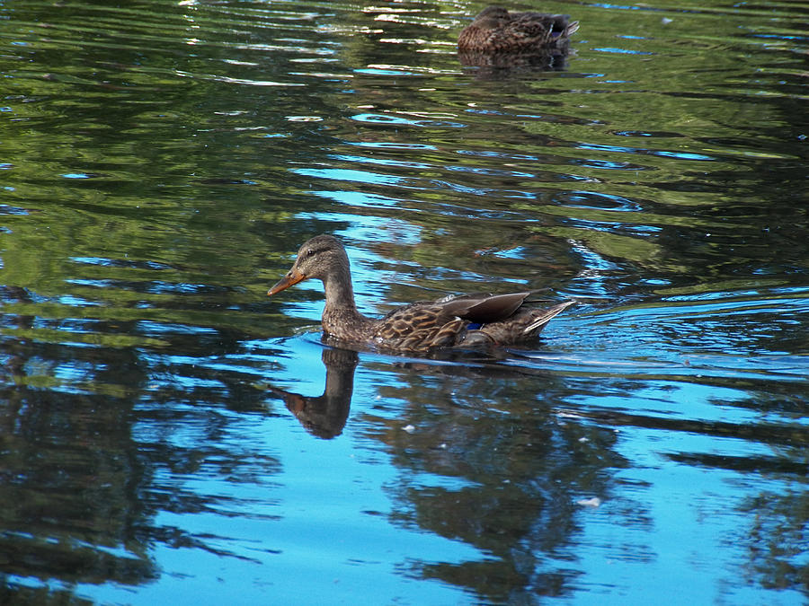 Reflecting Duck Photograph by Corinne Elizabeth Cowherd