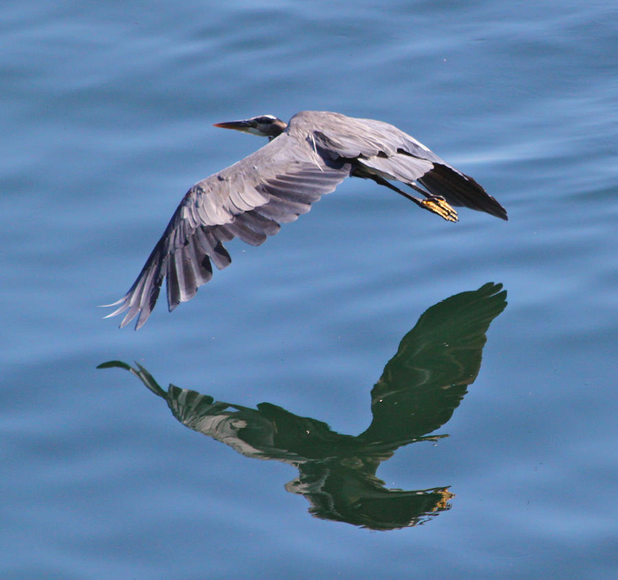 Reflecting Flight  Photograph by Tracey Levine