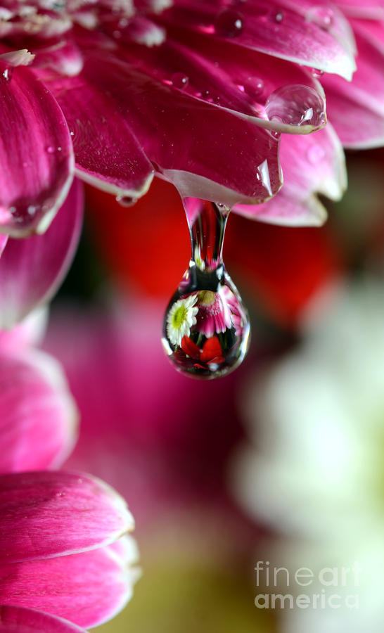 Reflecting in Water Drop Photograph by Laura Mountainspring