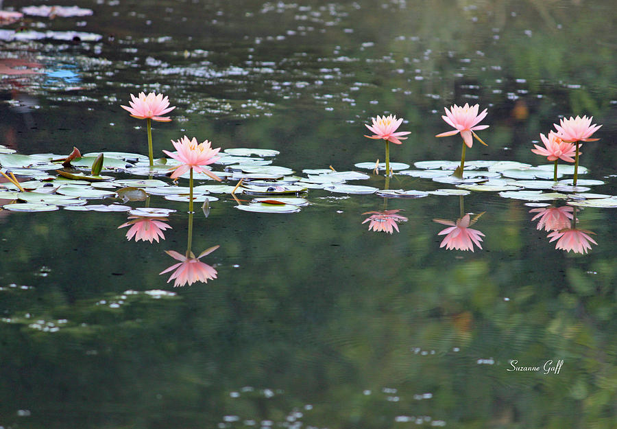 Reflecting Lily Pond  Photograph by Suzanne Gaff