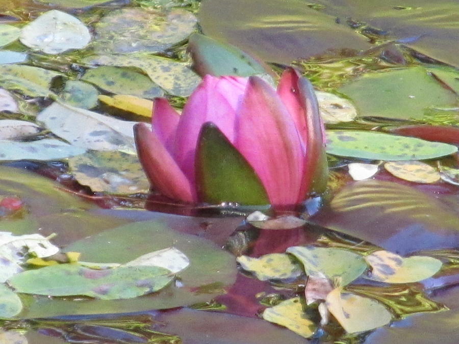 Reflecting Pink Lily Photograph by Loretta Pokorny