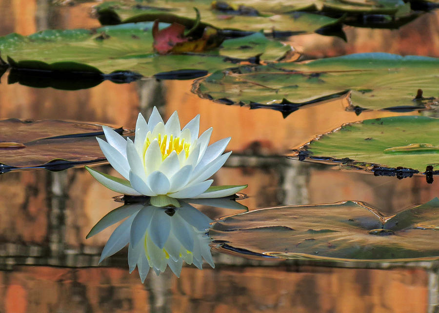 Reflecting Pond Photograph by Deborah Smith