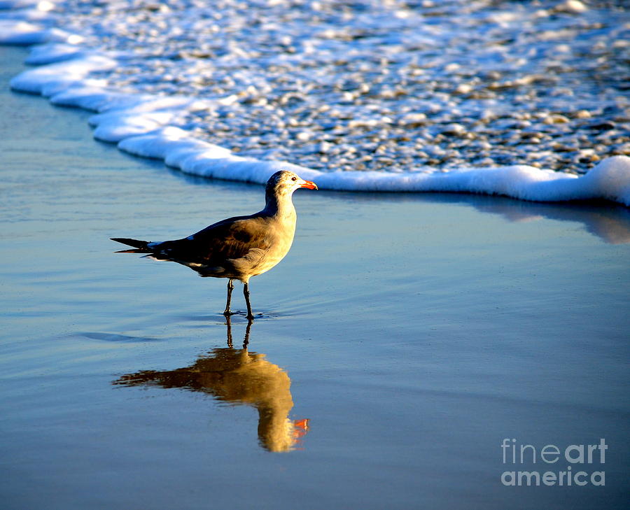 Reflection by the Sea Photograph by Johanne Peale