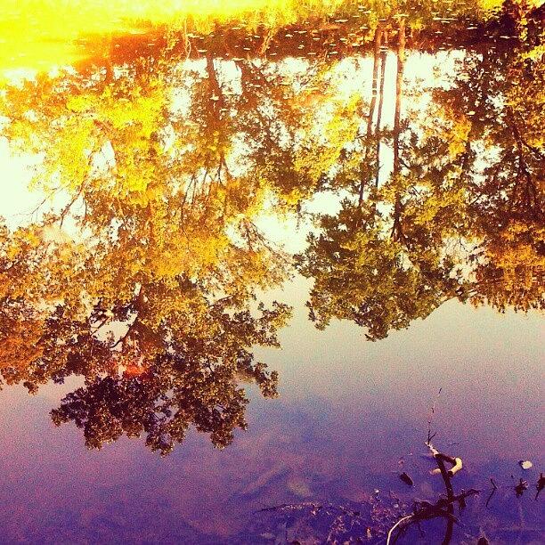 Nature Photograph - #reflection #nature #trees #scenic by Jami Tammerine