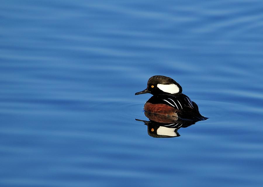 Reflection of a Hooded Merganser Photograph by Bill Dodsworth