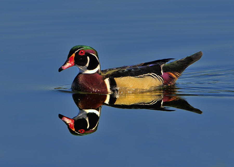 Reflection of a Wood Duck Photograph by Bill Dodsworth
