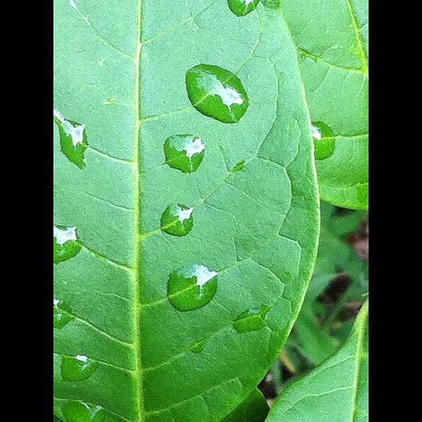 Nature Photograph - Reflection Of #clouds On Dew Drops by Teri Heisler