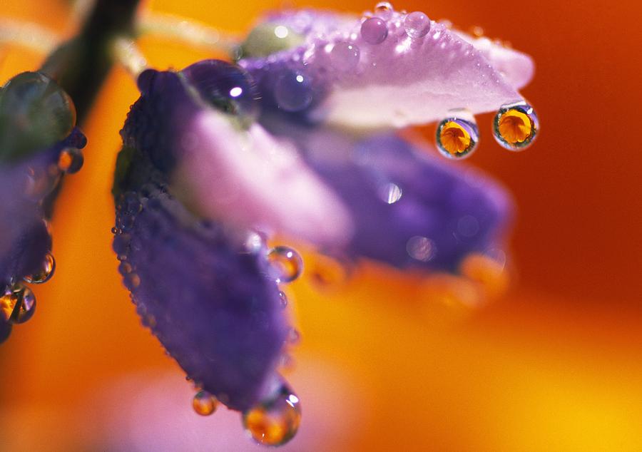 Flower Photograph - Reflection Of Flower In Dew Drops by Natural Selection Craig Tuttle