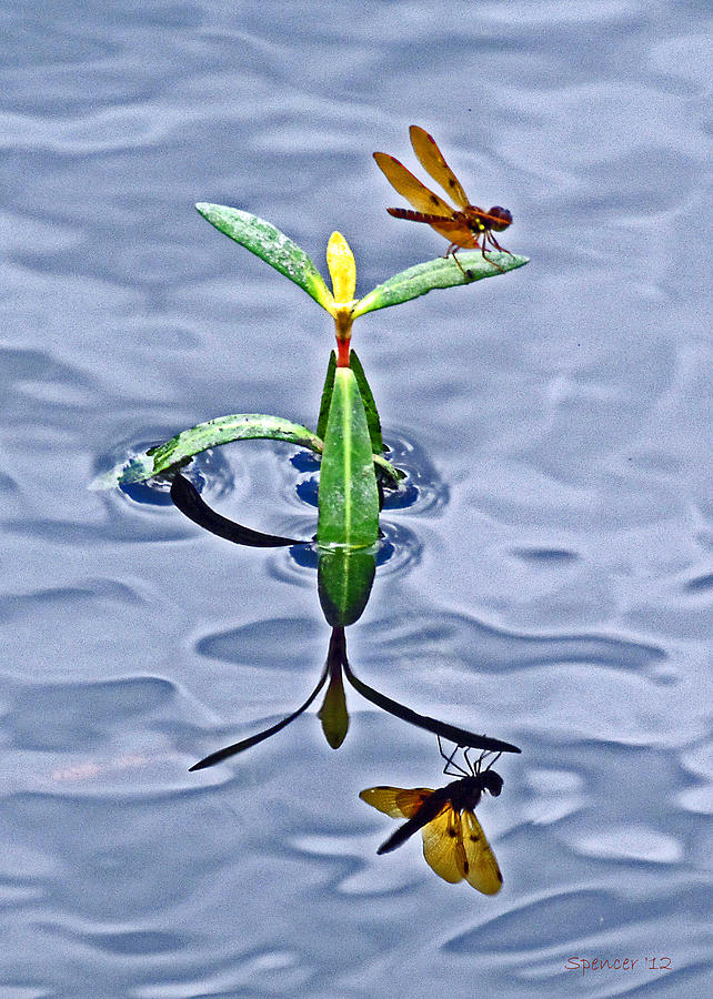 Reflection of LIfe Photograph by T Guy Spencer