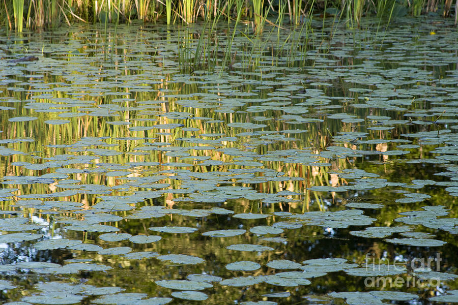 Reflection of Pond's Edge Photograph by Brenda Doucette - Fine Art America