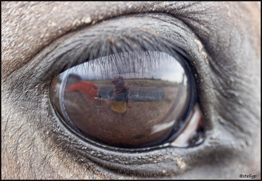 Horse Photograph - Reflection by Stellina Giannitsi