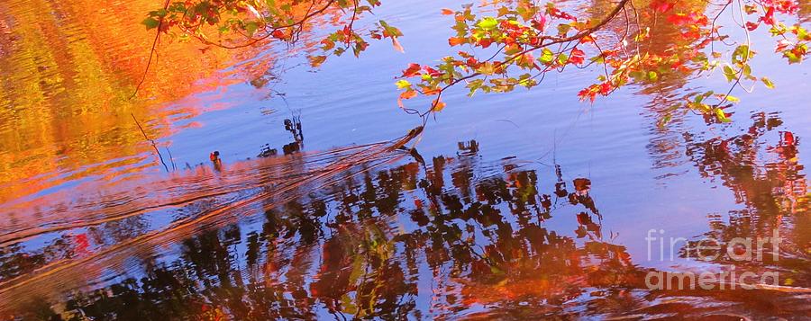 Tree Photograph - Reflections and Currents by John Malone