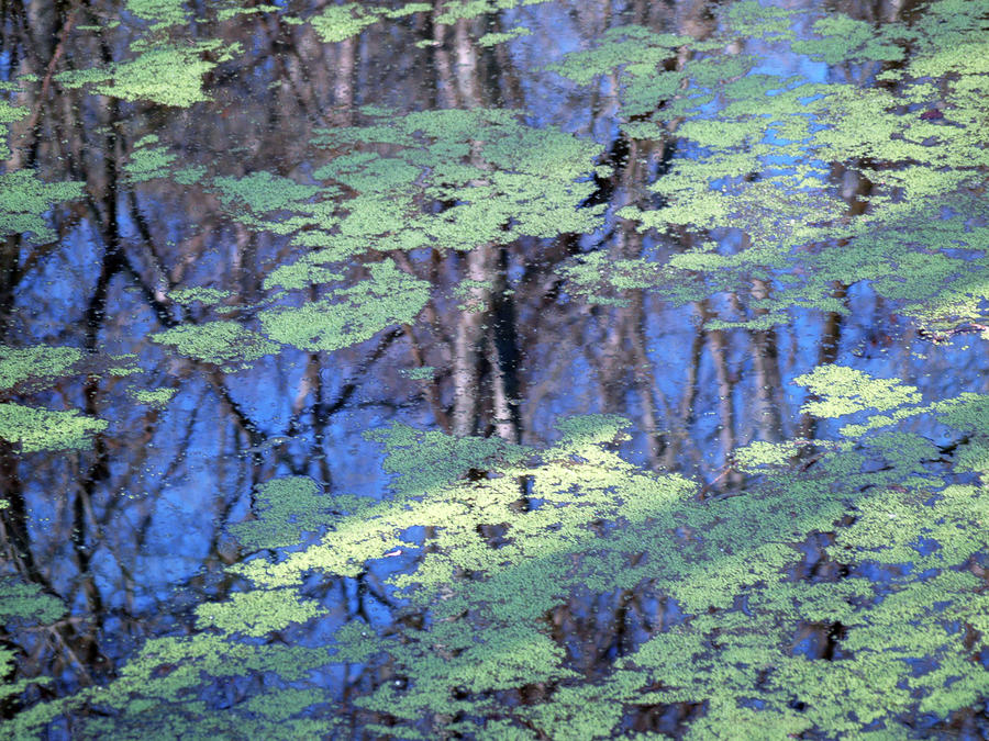Nashville Photograph - Reflections and Duckweed - 1 by Randy Muir