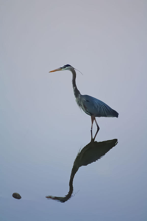Reflections Of A Blue Heron Photograph by Barbara Dean