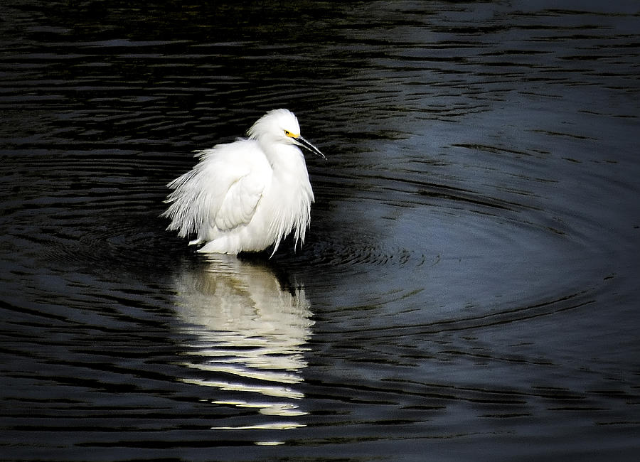 Reflections of an Egret  Photograph by Saija Lehtonen