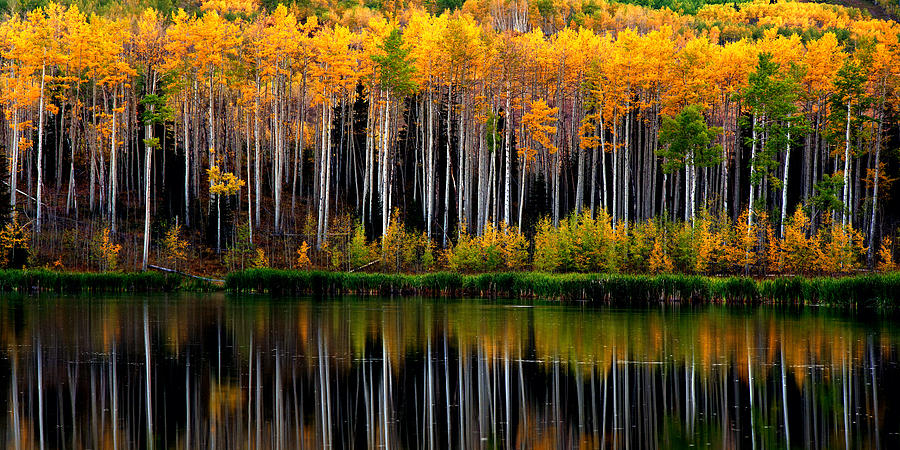 Reflections of Aspen Colorado Photograph by David Blankenship - Fine ...