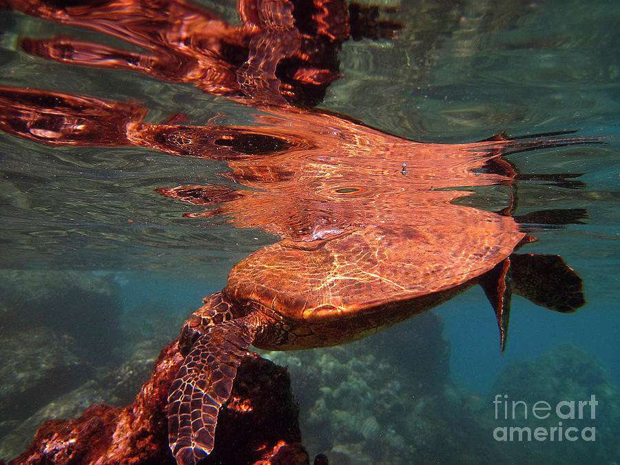 Reflections of Honu Photograph by Bette Phelan