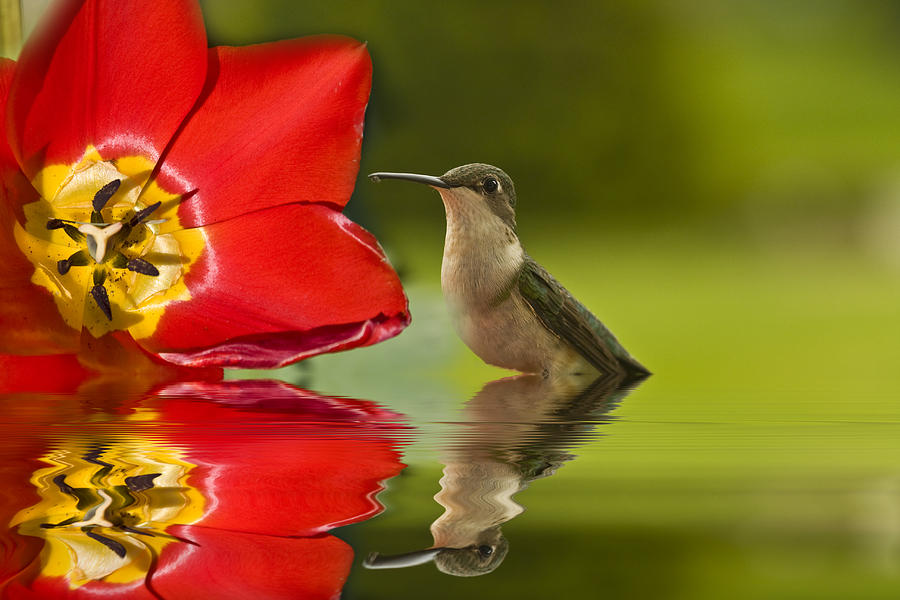 Reflections of Hummingbird Photograph by Trudy Wilkerson