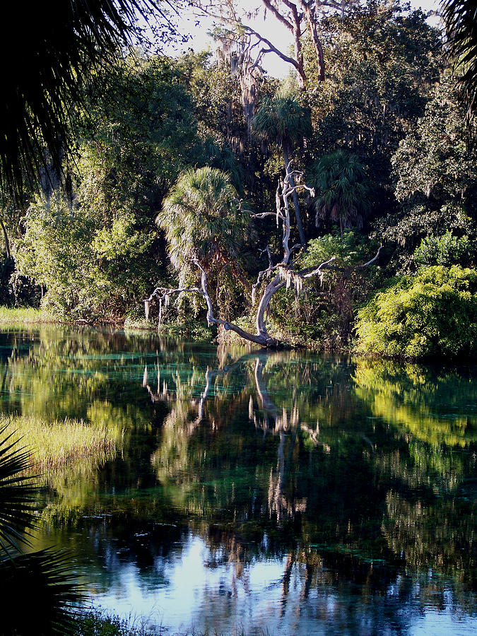 Reflections of Rainbow Springs Photograph by Judy Wanamaker