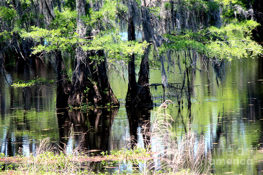 Reflections of the Cypress Trees Photograph by Kathy  White