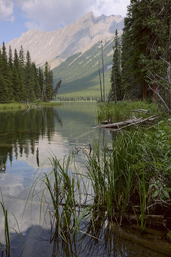 Reflections On Beaver Lake, Jasper Photograph by Dan Jurak