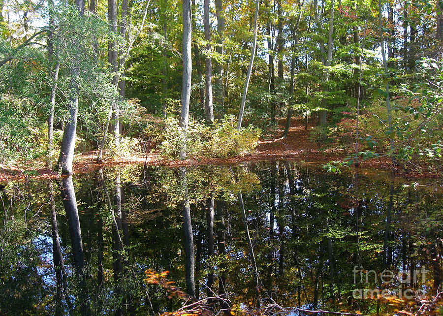 Reflections on the Pond  Photograph by Nancy Patterson