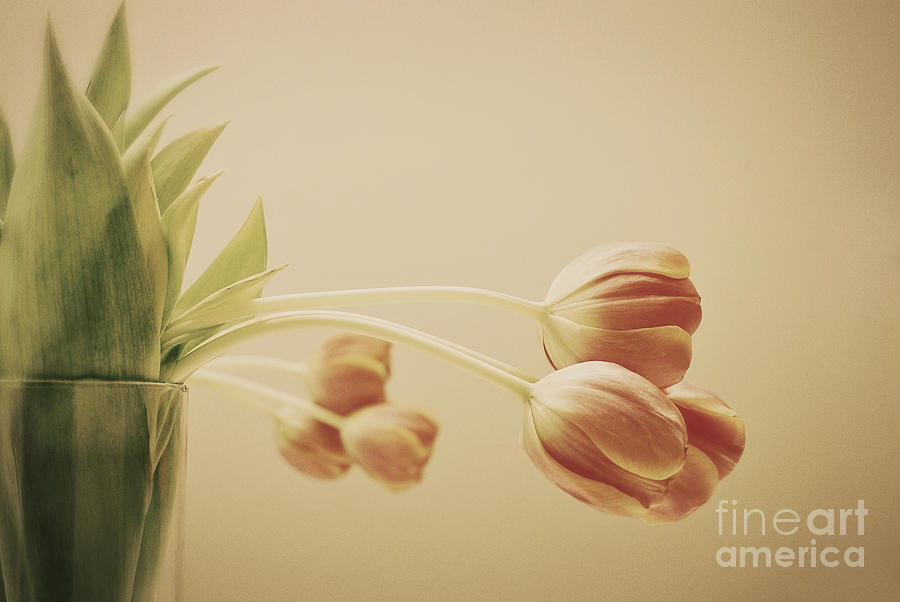 Tulip Photograph - Reflections by Tamara Pruessner