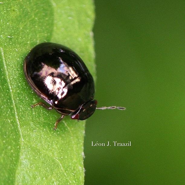 Nature Photograph - Reflective Beetle by Leon Traazil
