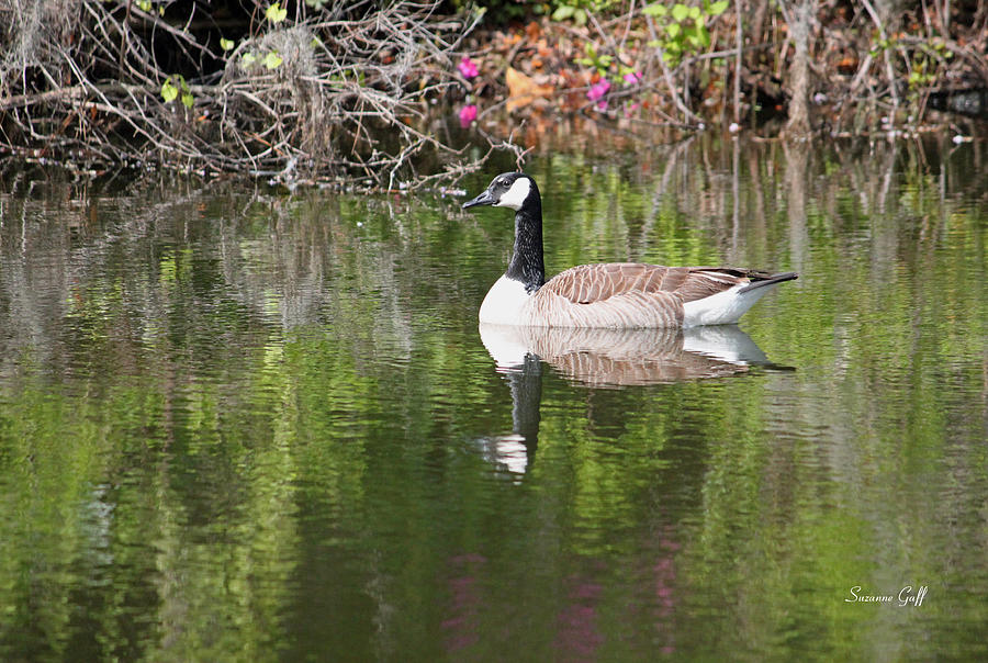 Reflective Goose Photograph by Suzanne Gaff
