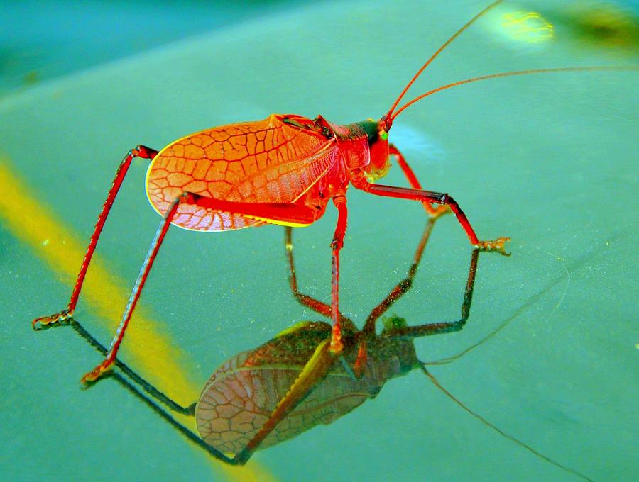 Reflective Insect Photograph by Antonia Citrino