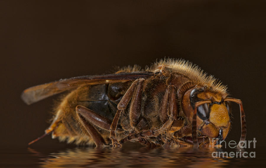 Insects Photograph - Reflexion dun hornet  by Sheila Laurens