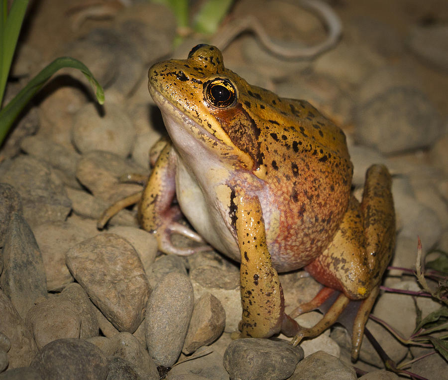 Nature Photograph - Reg legged Frog by Jean Noren